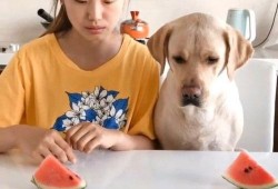 吃瓜比赛视频大全,盘点全网最热吃瓜比赛视频大全