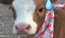 娱乐吃瓜酱可爱